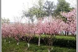 吳涇公園
